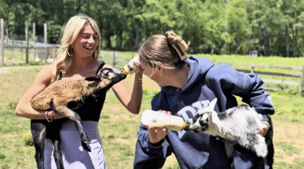 Two women feeding baby goats with bottles.